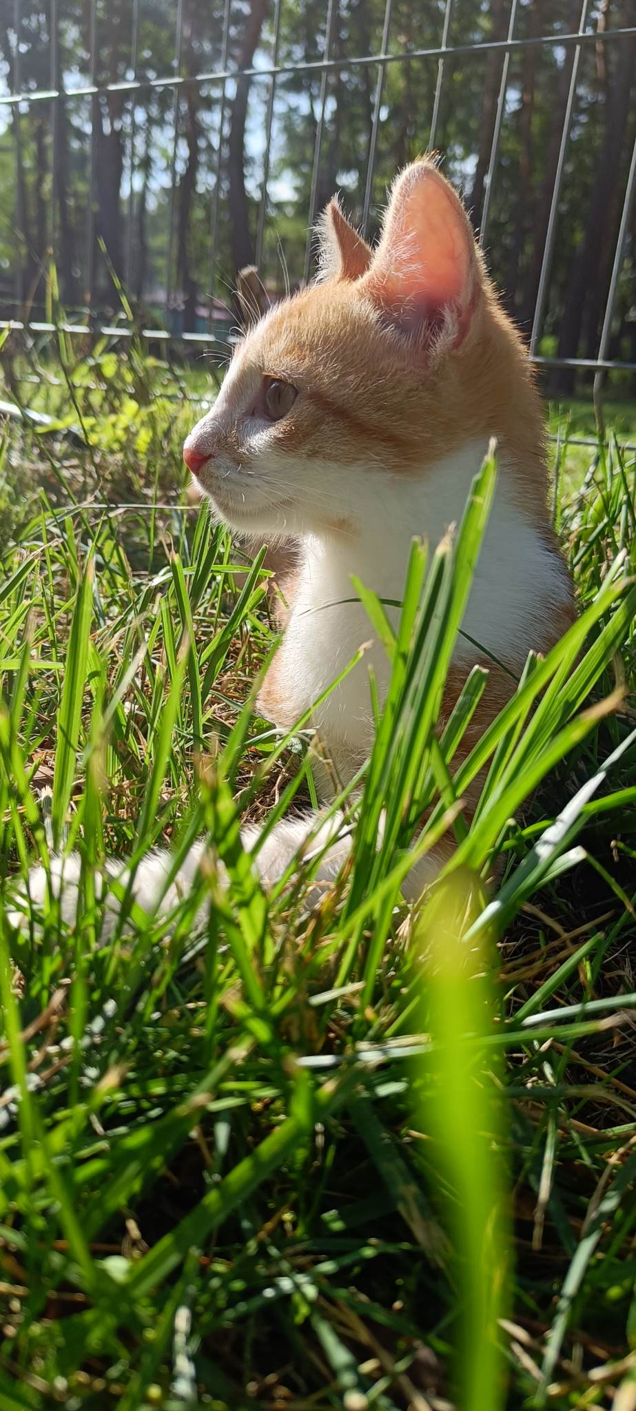 kot w trawie
